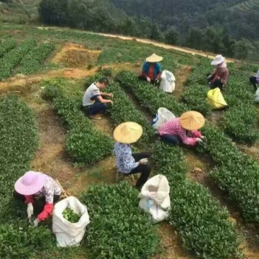 观音茶特级