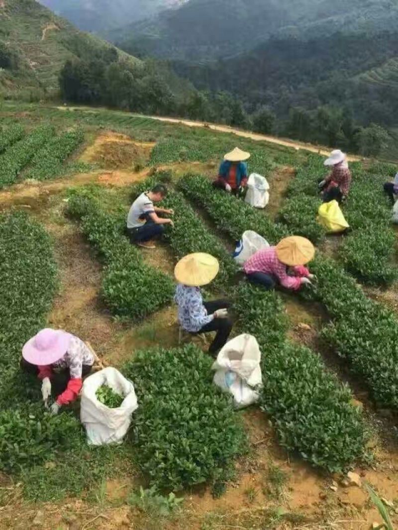 观音茶特级