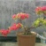映山红5~10cm