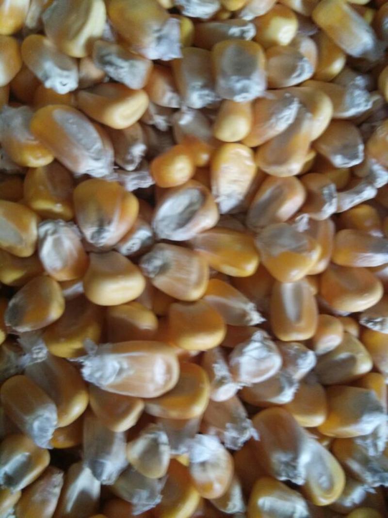 玉米自然干早春玉米大量上市14~16%毛粮，净粮都有