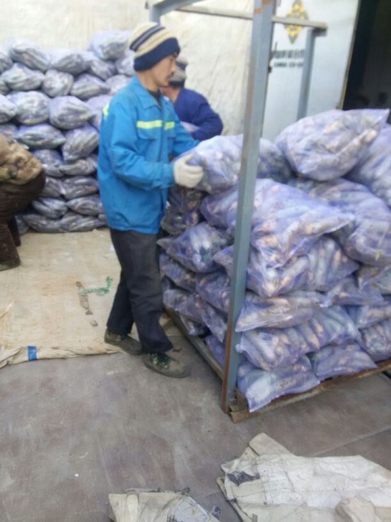 潍县萝卜产地批发，现拔，冷库萝卜大量现货