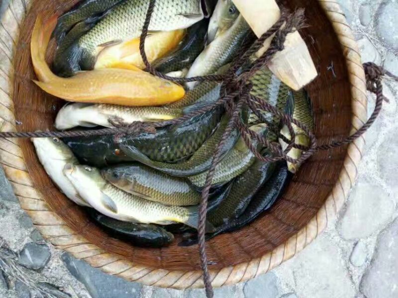 野鲤食用0.5~1公斤