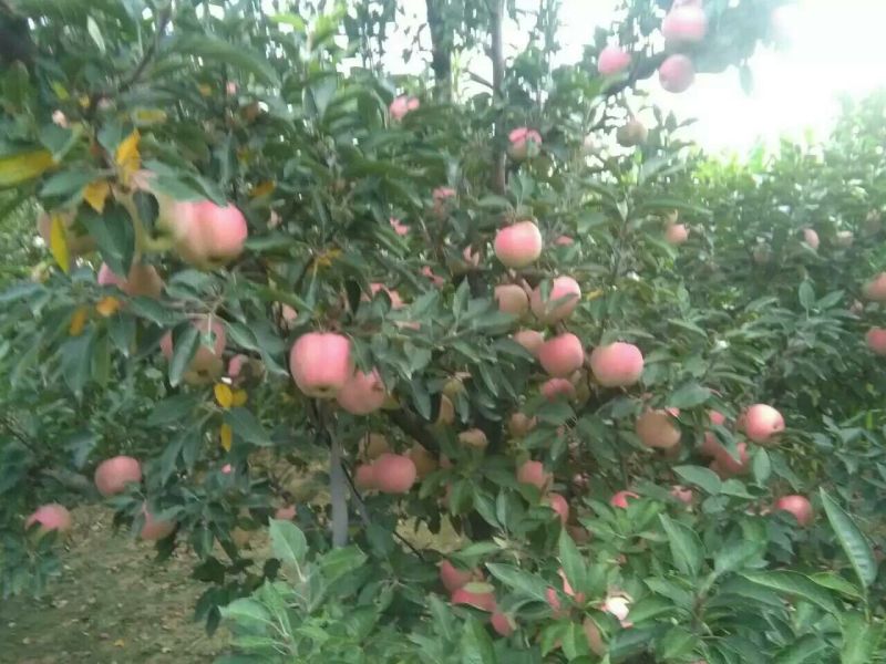 苹果75mm以上膜袋