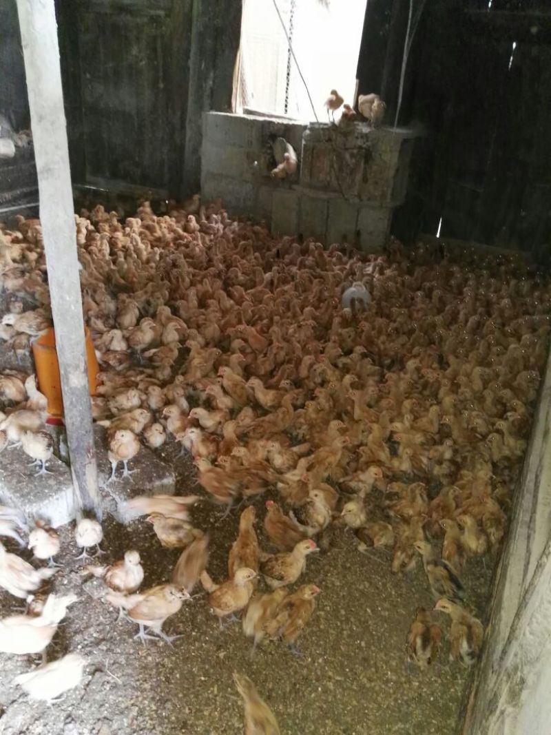 脱温鸡1斤以下