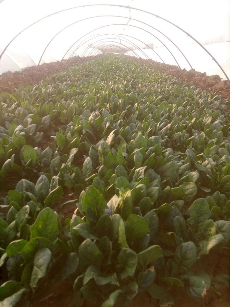 大叶菠菜25~30厘米