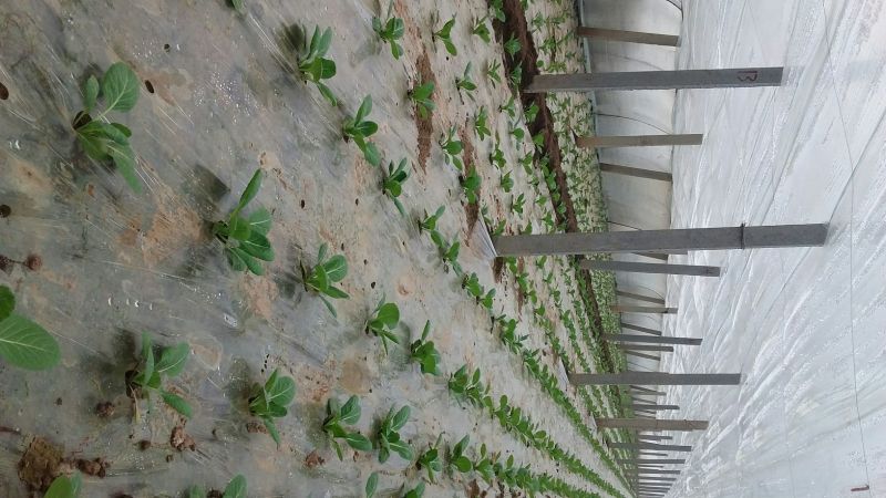 圆包菜1~2公斤