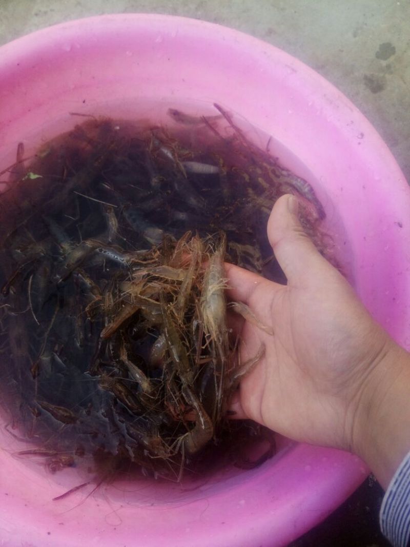 河虾活虾26~30只/kg
