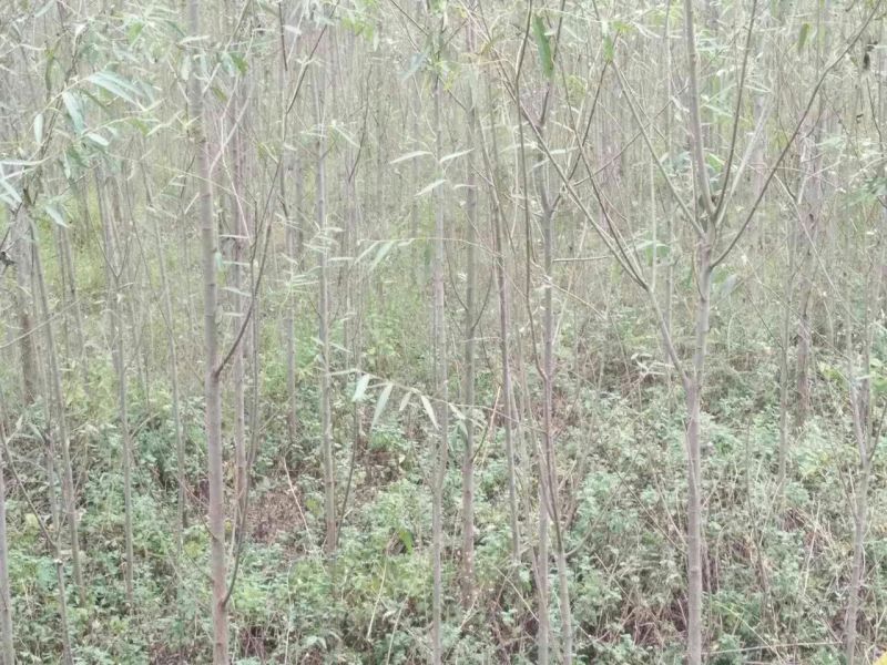 竹柳苗可视频看货选货一亩田线上交易下单购买包邮发货
