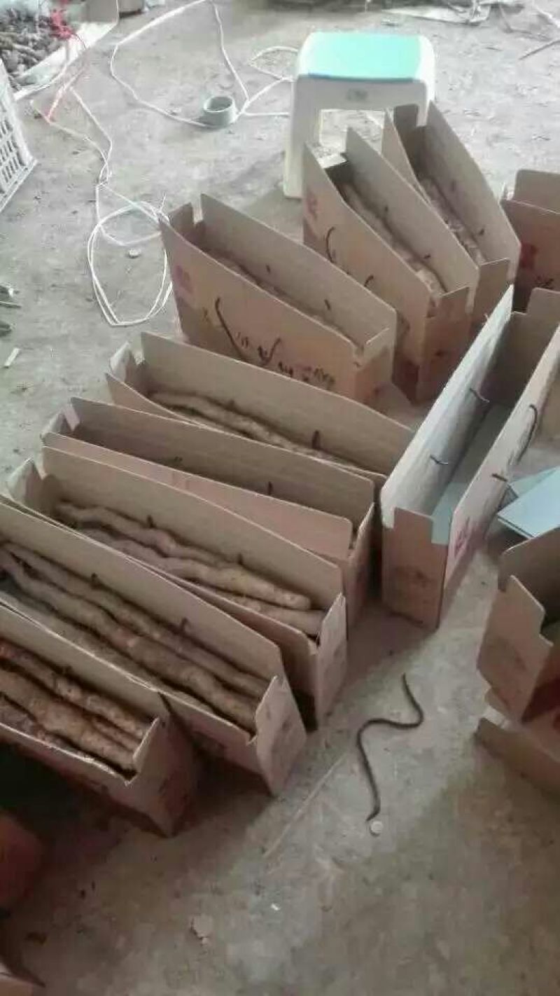 垆土山药2~3厘米特级40~50厘米