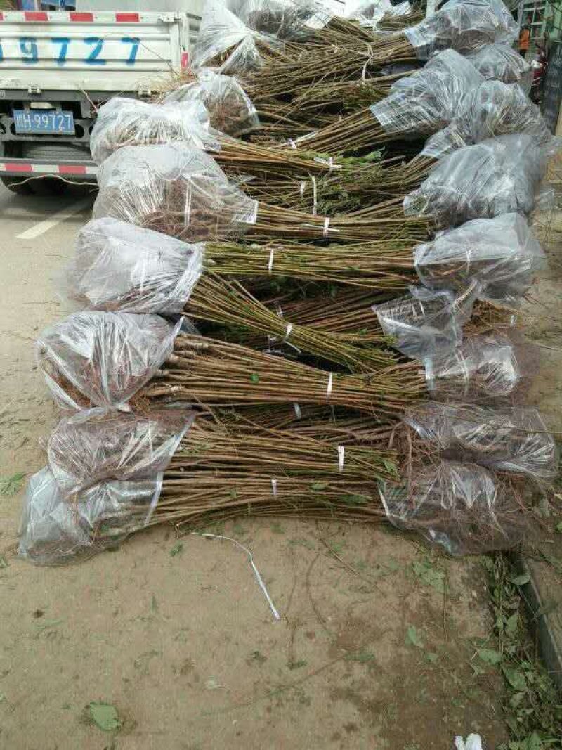 脆红李子树苗产地直供、品质保证现挖现买、