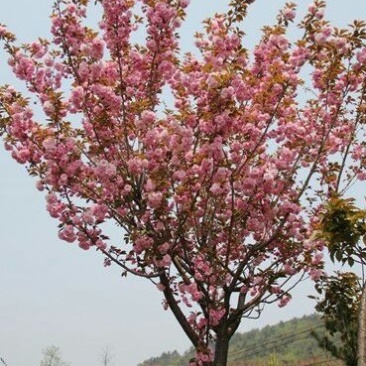 樱花树2cm以下4cm以下0.5~1米