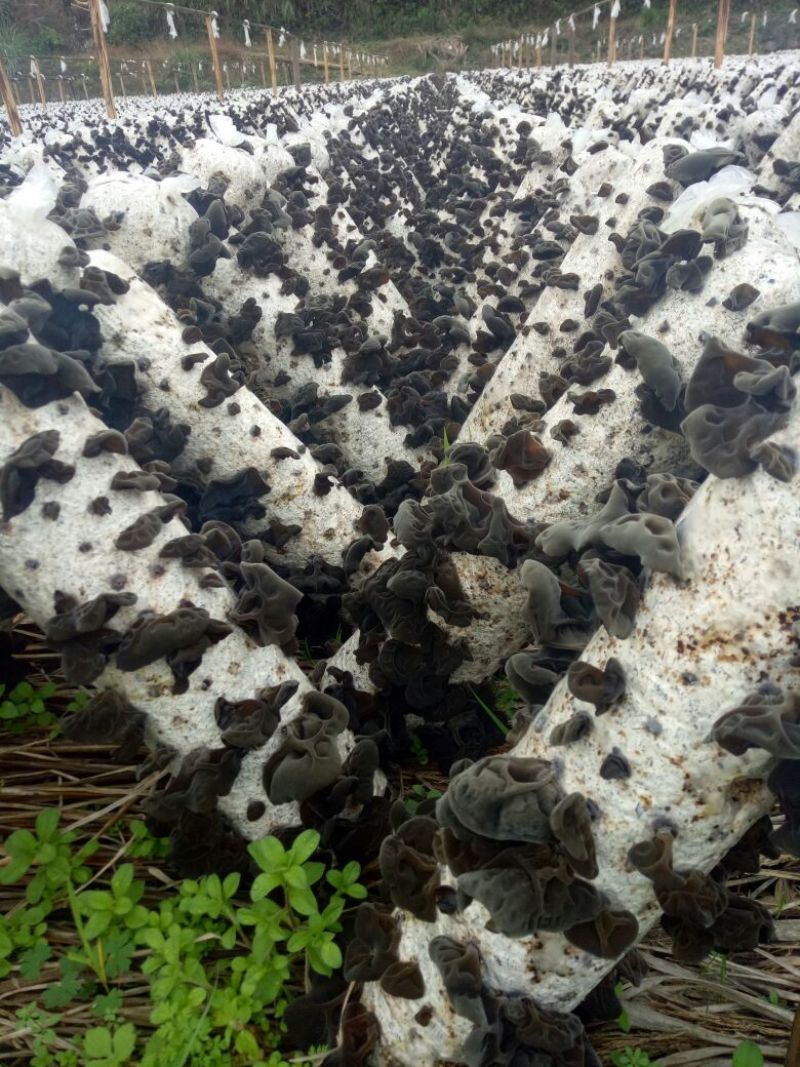黑山秋耳一级