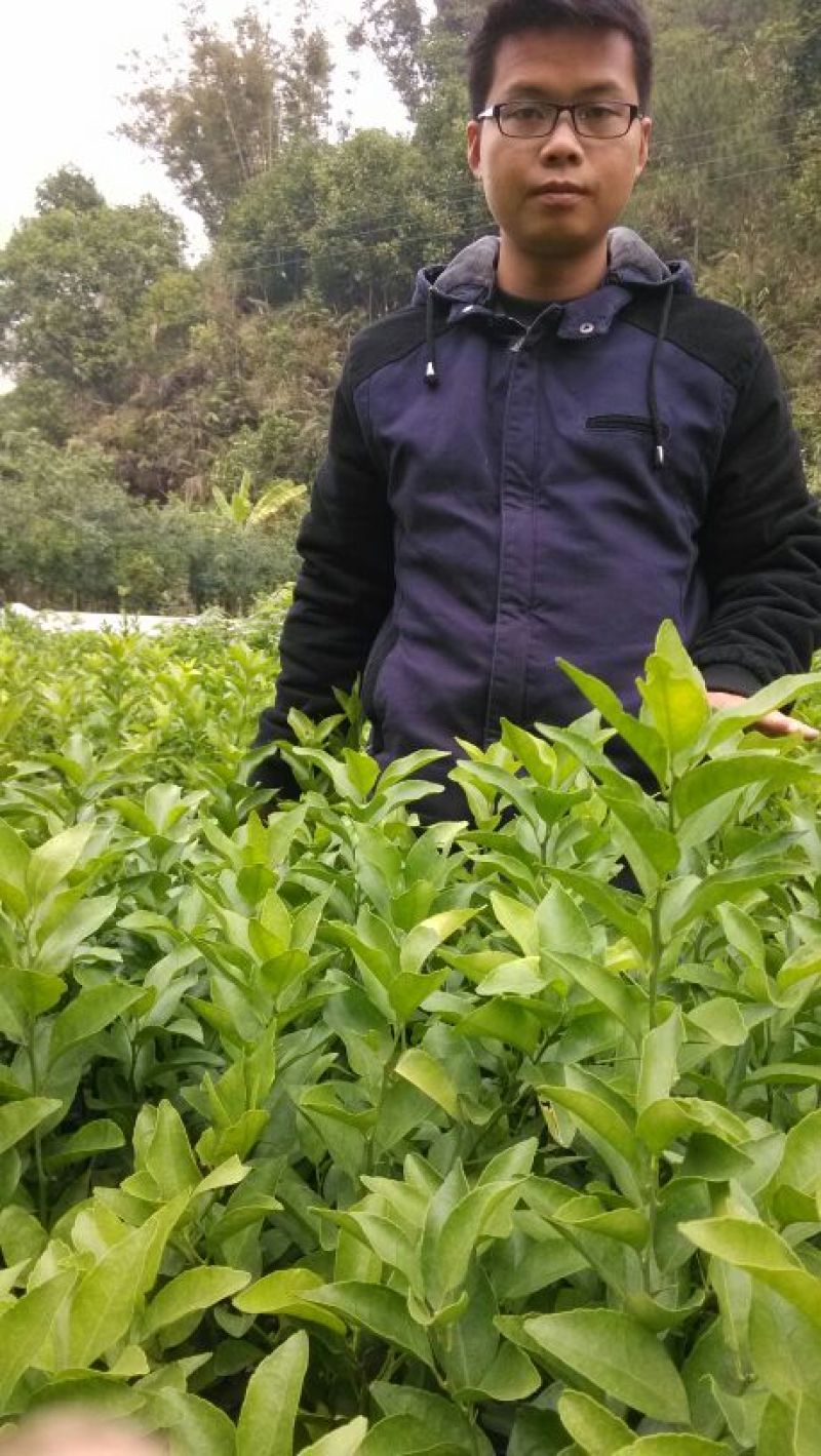 沙糖桔苗50~80cm