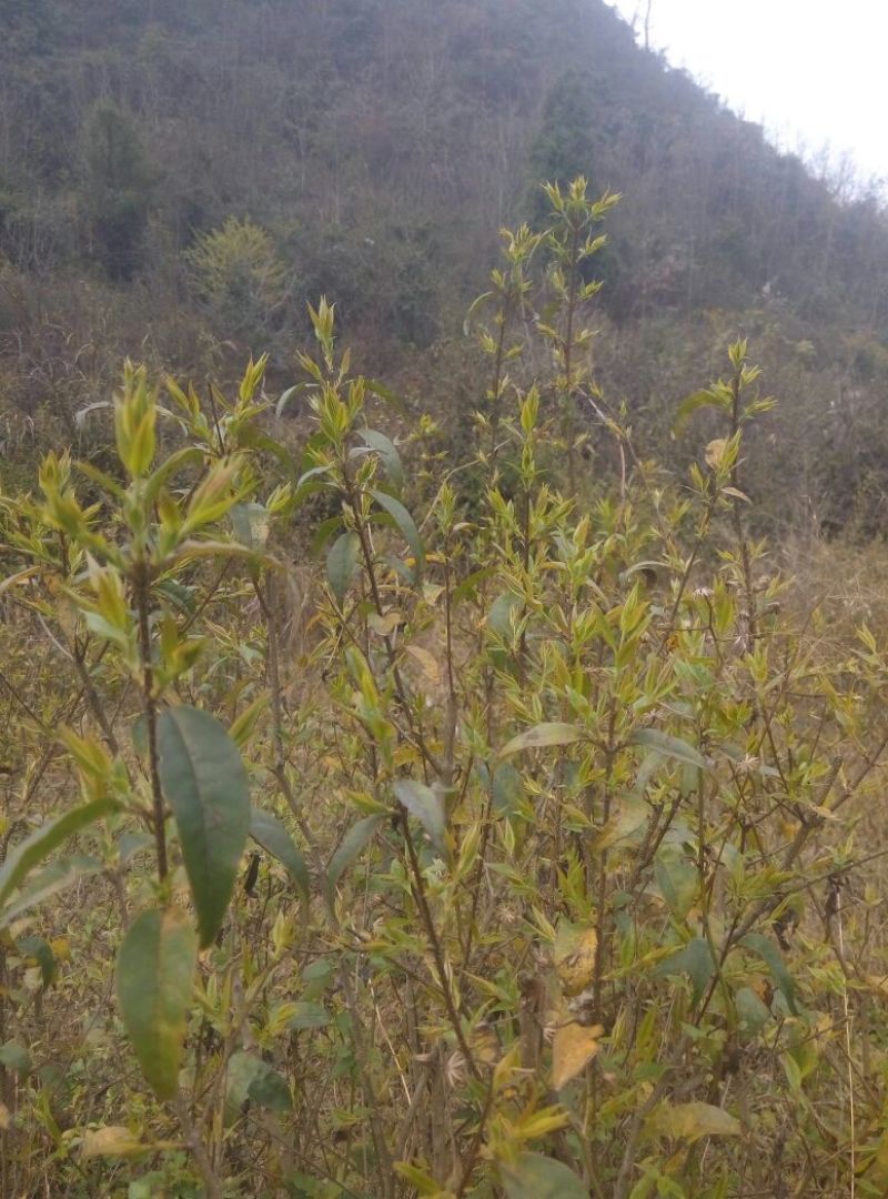 苦丁茶