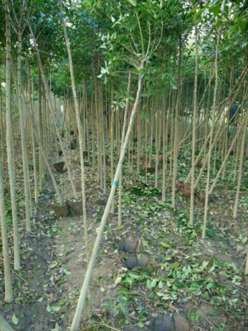 大叶女贞6~8cm