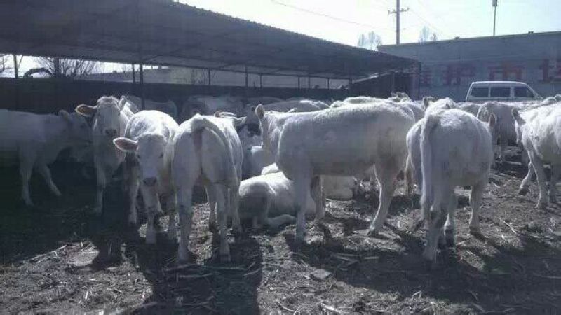 优质夏洛莱大小公母肉牛犊，合作社售肉牛犊