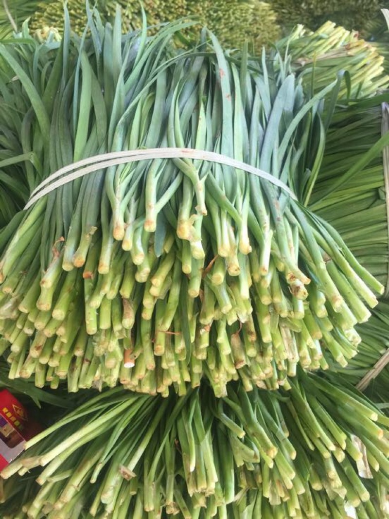 广东徐闻大量优质，精品韭菜常年供应质量保证欢迎实地考察
