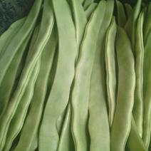 绿扁豆15厘米以上2厘米以上