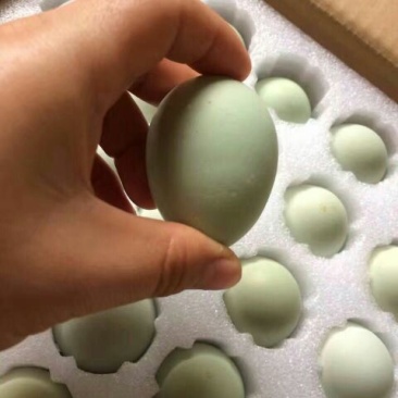 土鸡蛋食用50g以下