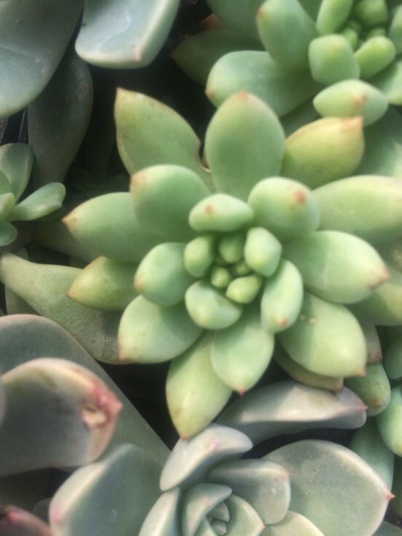 多肉植物