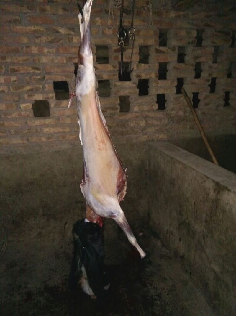 普通羊肉山羊肉否带骨