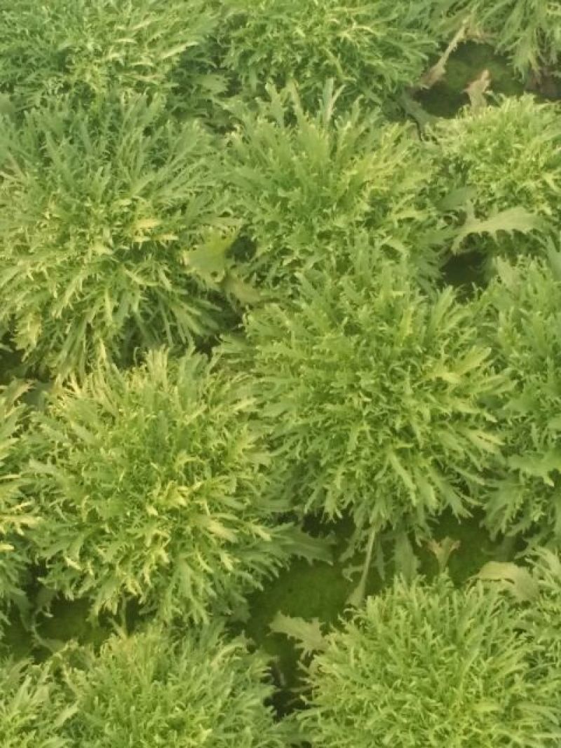 苦菊