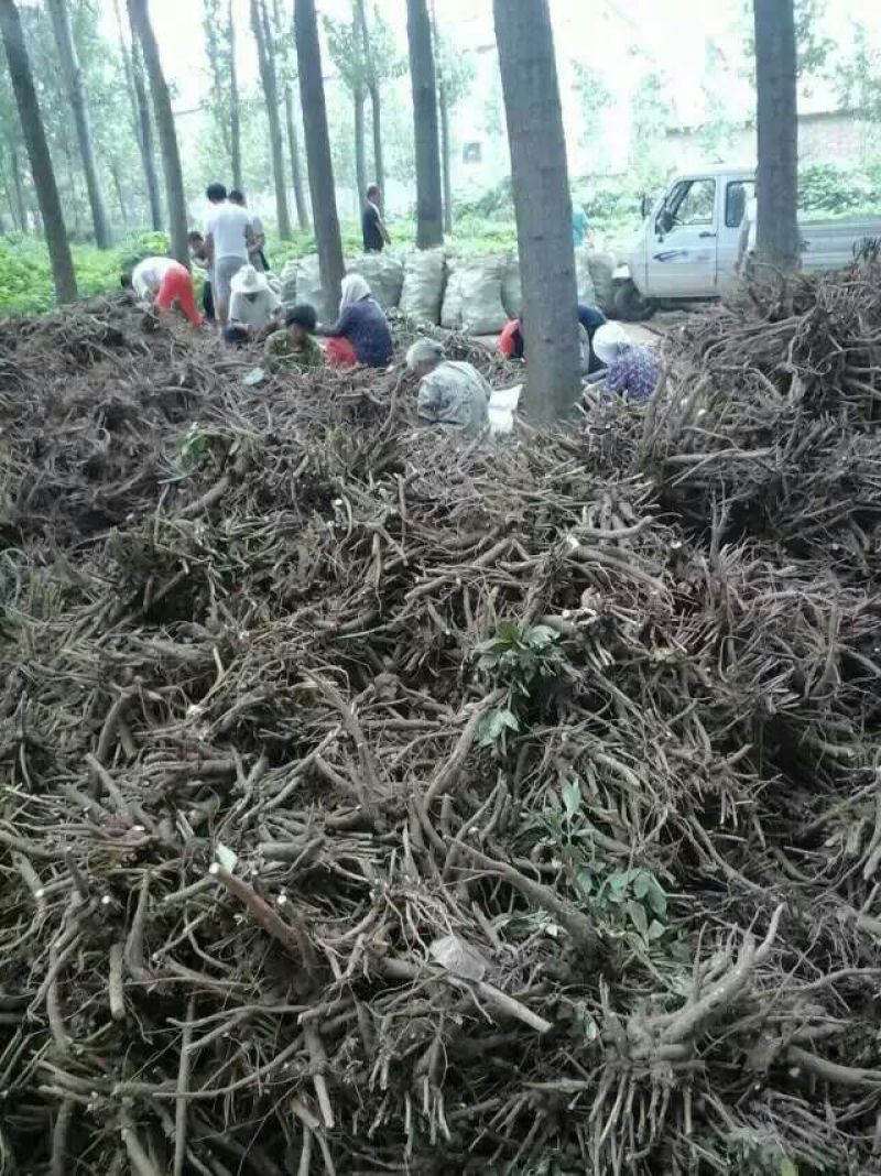 美丽芍药苗50~60cm