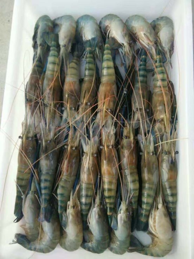 沼虾