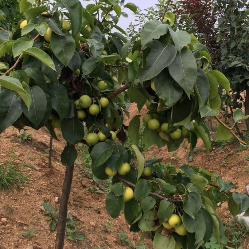 梨树