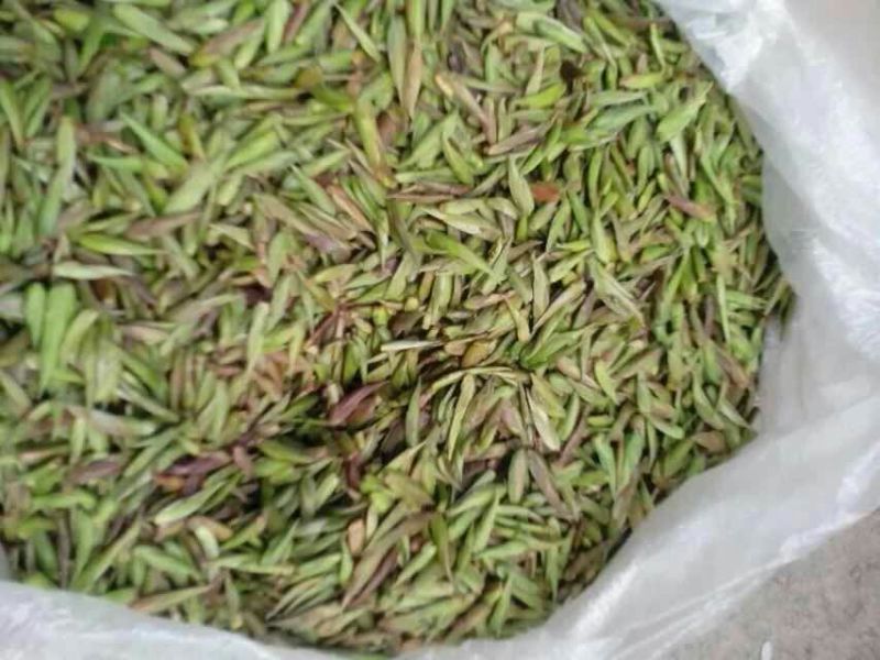 普洱茶