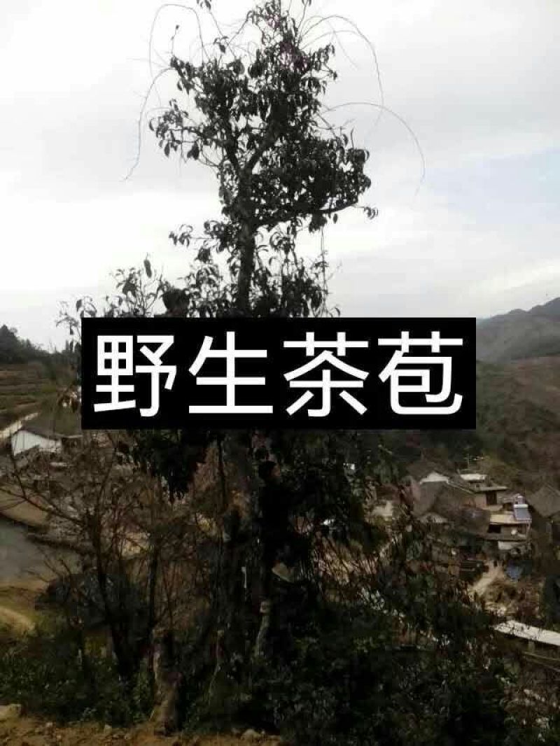 普洱茶