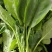 大叶菠菜20~25厘米