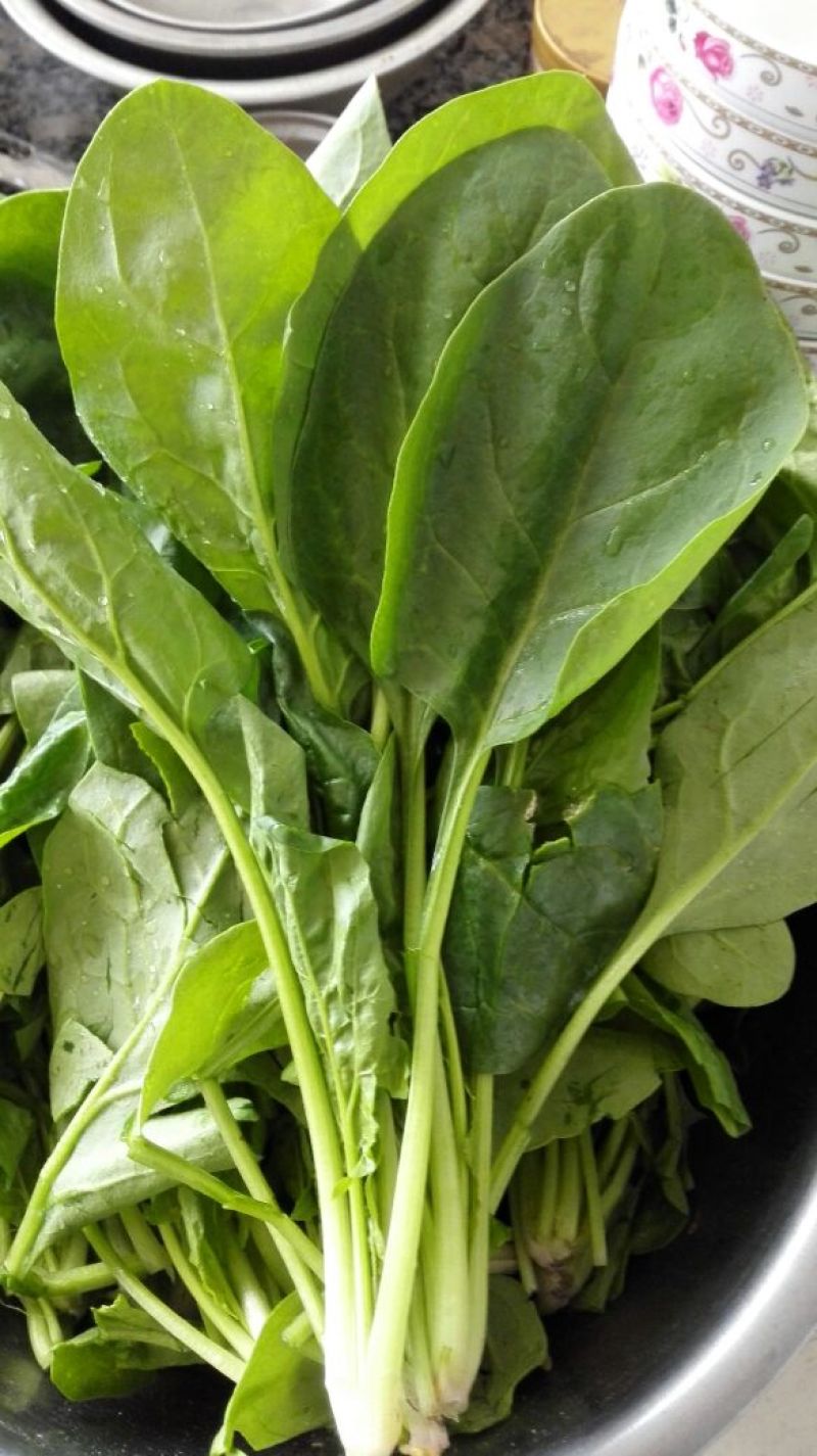 大叶菠菜20~25厘米