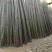 紫竹5~6m