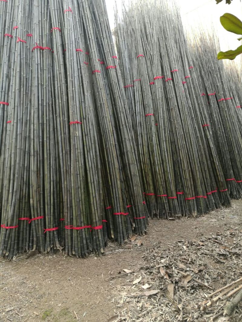 紫竹5~6m