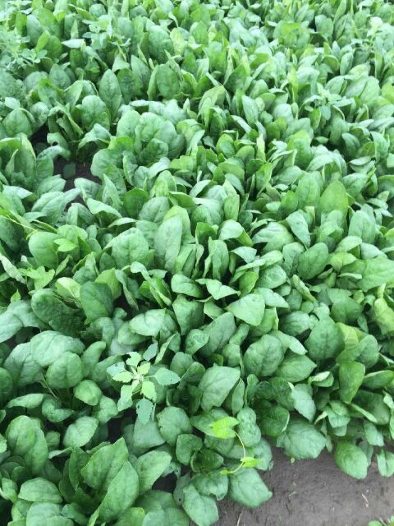 大叶菠菜25~30厘米