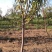樱桃树苗2年50~80cm，矮化樱桃树苗，各种规格。