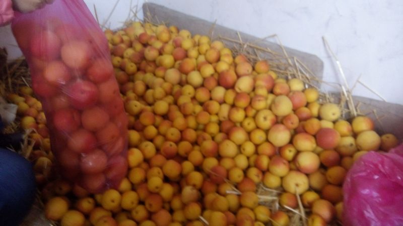 红梨100~150g光果