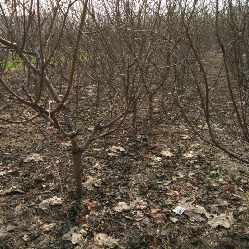 桃树6~8cm0.5~1米，可占地使用