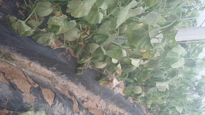 网纹瓜2斤以上椭圆形