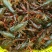 小龙虾食用4~6钱活虾