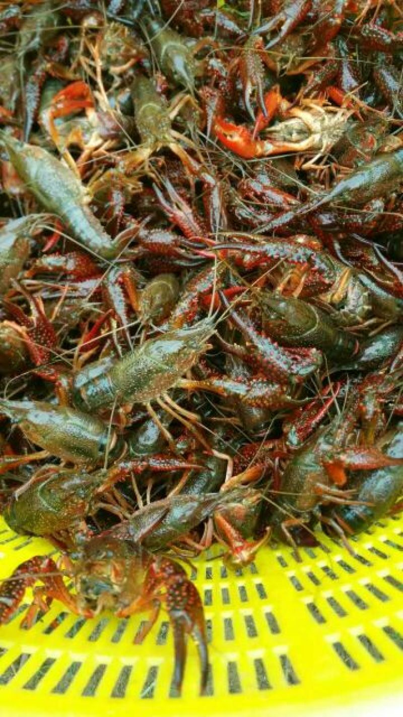 小龙虾食用4~6钱活虾