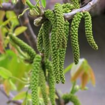 核桃花