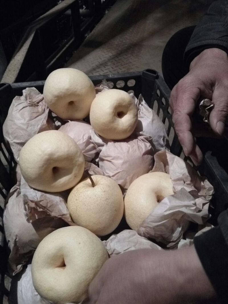 万荣酥梨，产地直供一手货源，可视频看货
