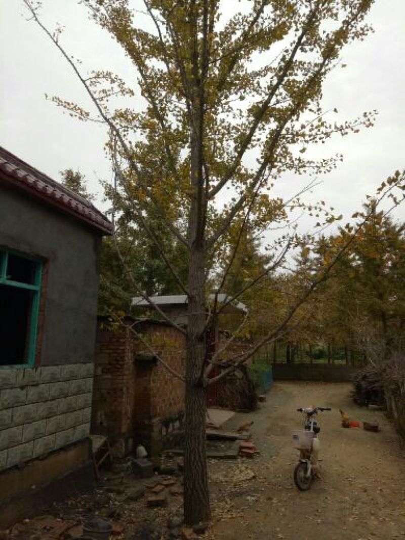 银杏桩10~15cm