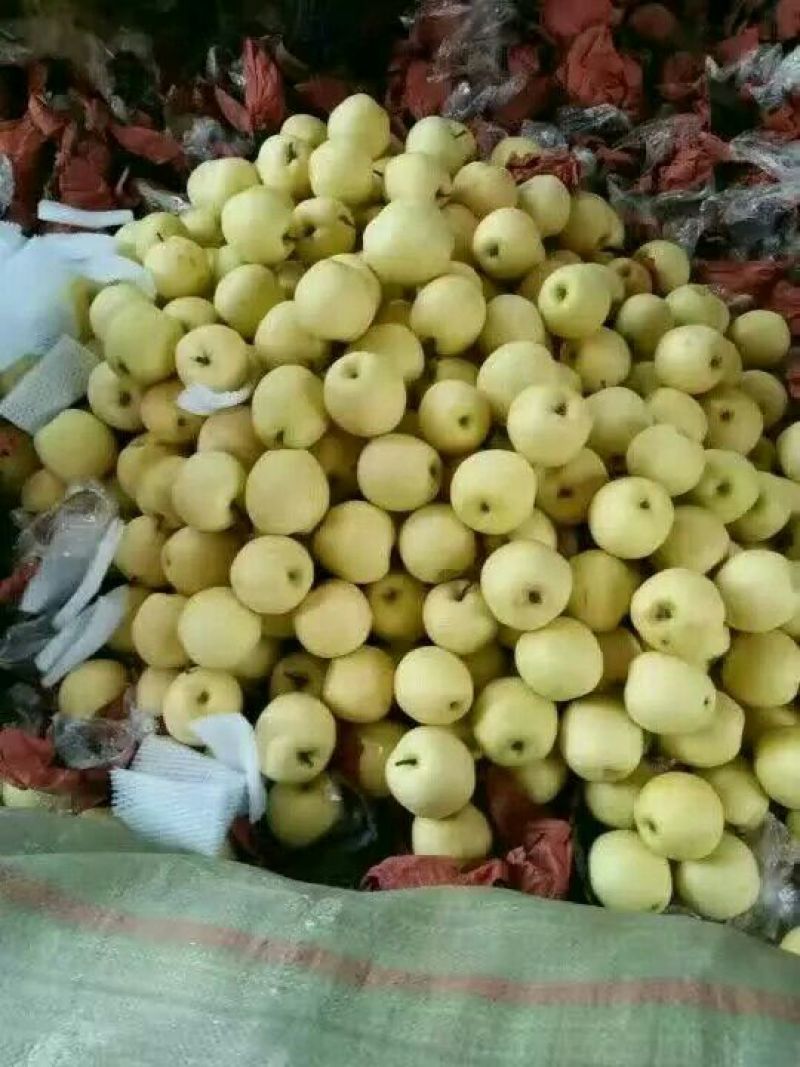 黄金梨350~400g纸加膜