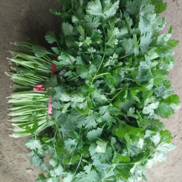 香菜20~25厘米以上大叶香菜，叶面厚，质量**