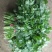 香菜20~25厘米以上大叶香菜，叶面厚，质量**