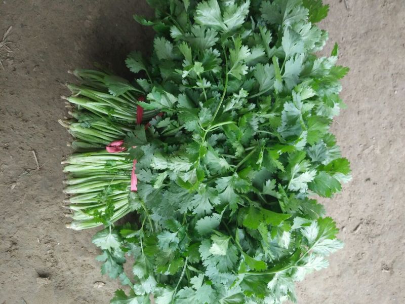 香菜20~25厘米以上大叶香菜，叶面厚，质量**