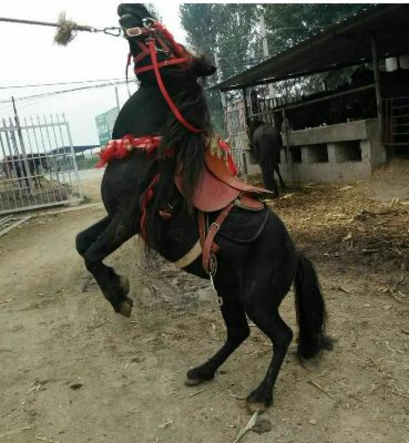 矮马